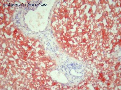 OriGene AM26062PU-N image 1