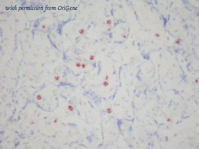 OriGene AM26063PU-N image 1