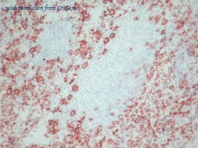OriGene AM26064PU-N image 1