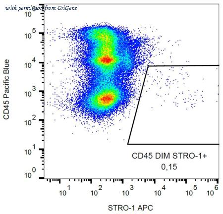 OriGene AM26067AC-N image 1