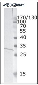 OriGene AM26074PU-N image 1