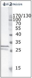OriGene AM26075PU-N image 1