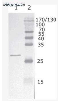 OriGene AM26088PU-N image 1