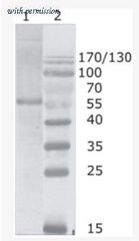 OriGene AM26090PU-N image 1