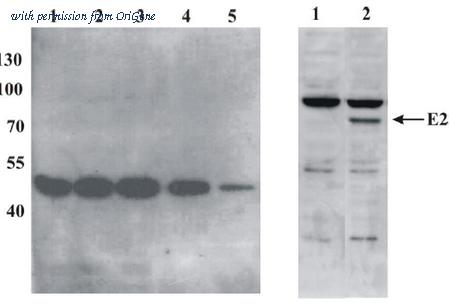 OriGene AM26099PU-N image 1