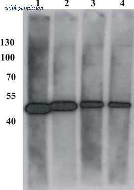 OriGene AM26101PU-N image 1