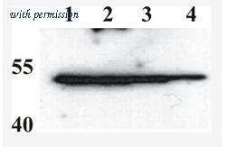 OriGene AM26102PU-N image 1