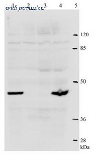 OriGene AM26111PU-N image 1
