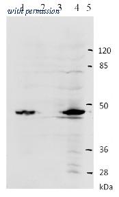 OriGene AM26112PU-N image 1