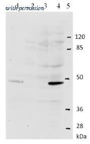 OriGene AM26113PU-N image 1