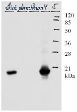 OriGene AM26114PU-N image 1