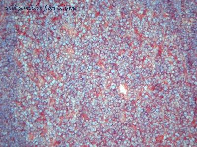 OriGene AM26128PU-N image 1