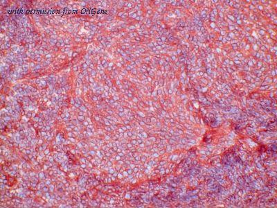 OriGene AM26129BT-N image 1