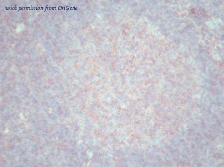 OriGene AM26129PU-N image 1