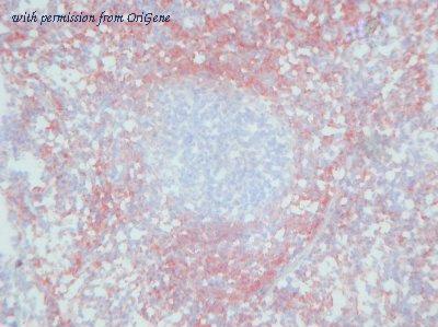 OriGene AM26130PU-N image 1