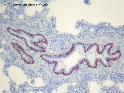 OriGene AM26133PU-N image 1