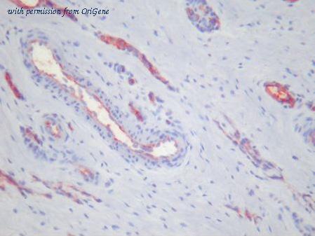 OriGene AM26134PU-N image 1