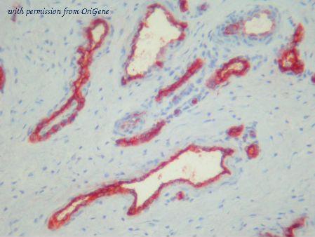 OriGene AM26135PU-N image 1
