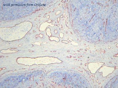 OriGene AM26136PU-N image 1