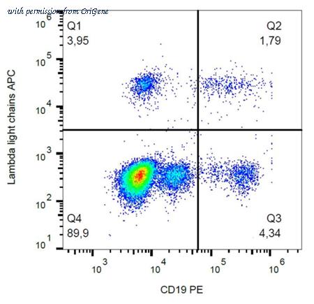 OriGene AM26140AC-N image 1