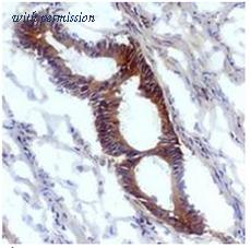 OriGene AM26141PU-N image 1