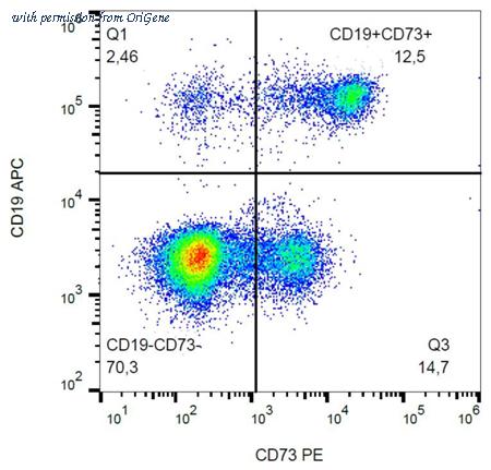 OriGene AM26144RP-N image 1