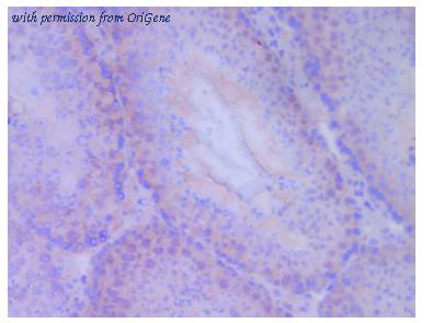 OriGene AM26342PU-N image 1