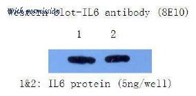 OriGene AM26384PU-L image 1