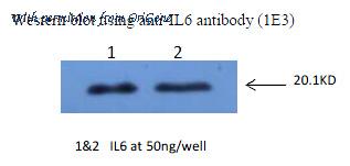 OriGene AM26387PU-L image 1