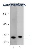 OriGene AM26390PU-N image 1
