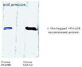 OriGene AM26391PU-N image 1