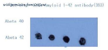 OriGene AM26393PU-L image 1