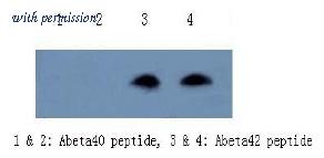 OriGene AM26394PU-L image 1