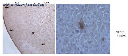 OriGene AM26395PU-L image 1