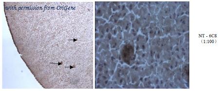 OriGene AM26396PU-L image 1