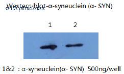 OriGene AM26400PU-L image 1