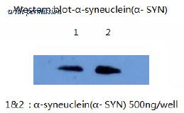 OriGene AM26403PU-L image 1