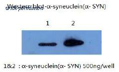OriGene AM26404PU-L image 1