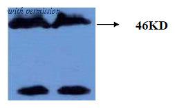 OriGene AM26411PU-L image 1