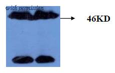 OriGene AM26412PU-L image 1