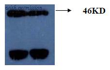 OriGene AM26413PU-L image 1