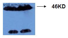 OriGene AM26414PU-L image 1