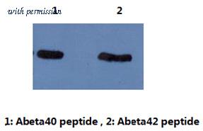 OriGene AM26415PU-L image 1