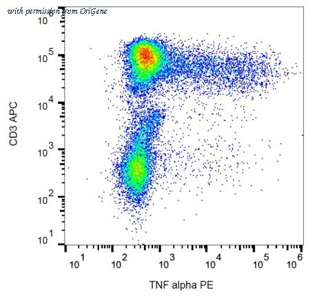 OriGene AM26711RP-N image 1
