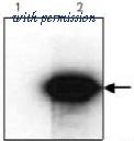 OriGene AM26716PU-N image 1