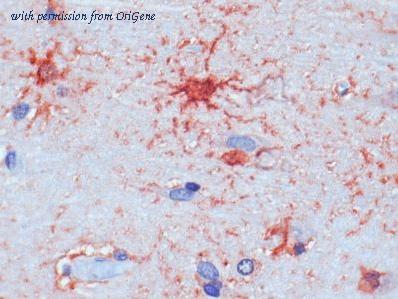 OriGene AM26719PU-N image 1