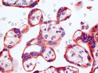 OriGene AM26720PU-N image 1