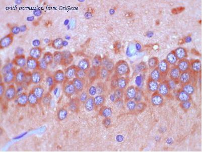 OriGene AM26721PU-N image 1