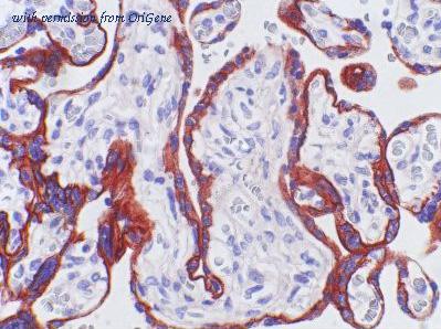 OriGene AM26723PU-N image 1