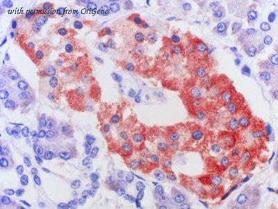 OriGene AM26724PU-N image 1
